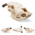 Anatomie model schedel koe (met hoorns), Nieuw, Verzenden