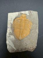 Trilobiet - Fossiele matrix - Coronocephalus - 7 cm - 5 cm