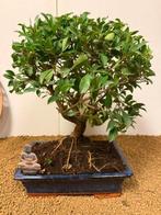 Vijgenboom bonsai (Ficus) - Hoogte (boom): 38 cm - Diepte