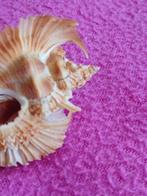 Conchiglia Timbellus Miyokoae Zeeschelp - Pterynotus, Antiek en Kunst
