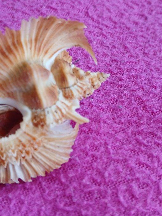 Conchiglia Timbellus Miyokoae Zeeschelp - Pterynotus, Antiek en Kunst, Curiosa en Brocante