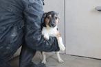 Zeer lieve en mooie jack russels te koop, Parvo, Meerdere, Meerdere dieren, Nederland