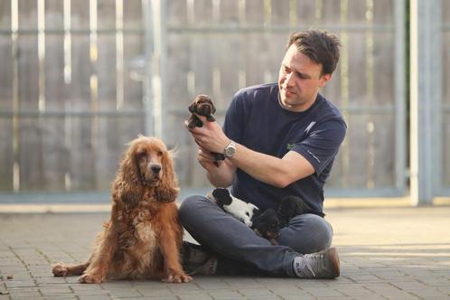 Engelse Cocker Spaniël - Belgische fokker, Dieren en Toebehoren, Honden | Retrievers, Spaniëls en Waterhonden, Meerdere, Meerdere dieren