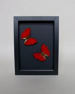 Vlinder Taxidermie volledige montage - Cymothoe sangaris -, Antiek en Kunst