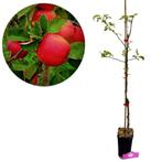 Malus Domestica ‘Red delicious’ + pot 11cm, Verzenden, Volle zon