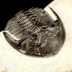 Trilobite fossiel op matrix - Fossiel skelet - Trilobite, Verzamelen, Mineralen en Fossielen