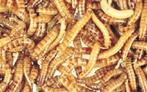 Ruto Levende meelwormen groot verpakking 2,5 Kilo, Dieren en Toebehoren, Pluimvee | Toebehoren, Nieuw, Ophalen of Verzenden