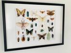 Vlinders en Insecten Taxidermie wandmontage - Zie de, Verzamelen, Nieuw