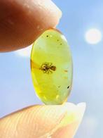 Amber - Barnsteen - Spider , Burmese Amber, Insect Amber 3