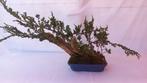 Jeneverbes bonsai (Juniperus) - Hoogte (boom): 40 cm -
