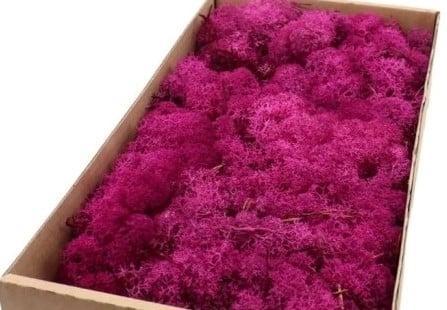 Rendiermos IJslandsmos Finlandsmos Fuchsia 500 gram, Hobby en Vrije tijd, Knutselen, Nieuw, Ophalen of Verzenden