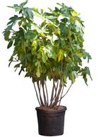 Vijgenboom meerstammig Ficus carica 162,5 cm - Warentuin Nat, Tuin en Terras, Planten | Tuinplanten, Verzenden