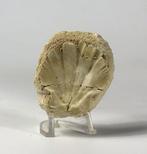 Prachtige en decoratieve fossiele schelp - - Gefossiliseerd, Verzamelen, Mineralen en Fossielen