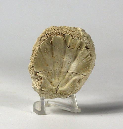 Prachtige en decoratieve fossiele schelp - - Gefossiliseerd, Verzamelen, Mineralen en Fossielen