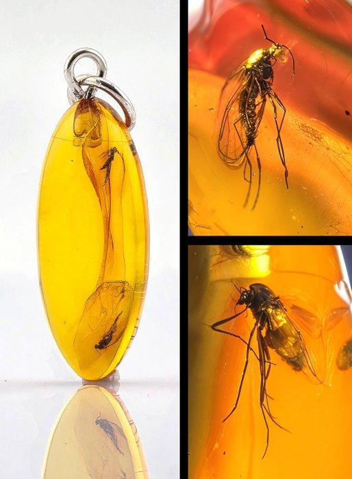 Barnsteen - Collector Baltic Amber Pendant – Twin MOSQUITO, Antiek en Kunst, Curiosa en Brocante