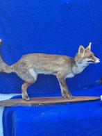 Oranje vos en zwarte kraai Taxidermie wandmontage - Vulpes, Nieuw