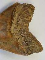 Megalodon - Fossiele tand - 12.5 cm