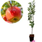 Appelboom Sampion, Verzenden, Volle zon