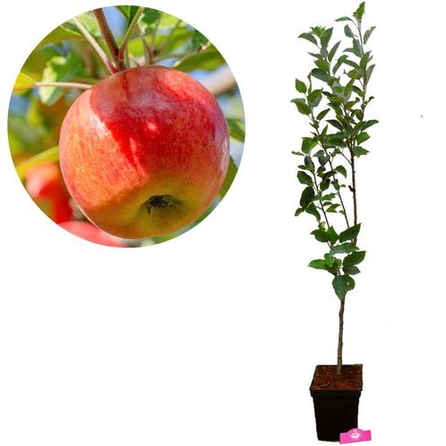 Appelboom Sampion, Tuin en Terras, Planten | Fruitbomen, Volle zon, Verzenden