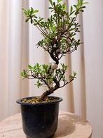 Azalea bonsai (Rhododendron) - Hoogte (boom): 25 cm - Diepte