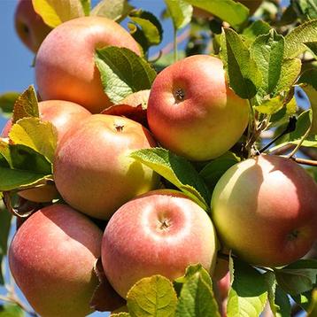 Appelboom Ecolette beschikbaar voor biedingen