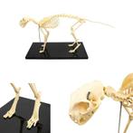 Anatomie model skelet kat, Nieuw, Verzenden