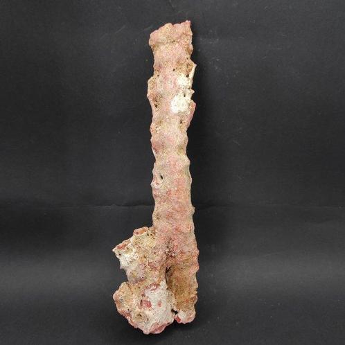 Rood koraal Exemplaar - Hoogte: 5 cm - Breedte: 7 cm- 150 g, Verzamelen, Mineralen en Fossielen