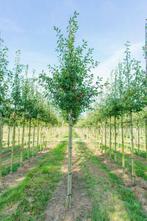 Amelanchier laevis Ballerina hoogstam 6/8