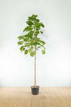 Paulownia tomentosa hoogstam 10/12