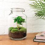 DIY terrarium - Jar - Coffea Arabica -  28 cm - Rake + Shov, Verzenden