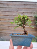Chinese iep bonsai (Ulmus parviflora) - Hoogte (boom): 9 cm