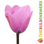 The Bulb Farmers - 64 x Tulp Janis Joplin - roze, Tuin en Terras, Bloembollen en Zaden, Bloembol, Najaar, Verzenden, Volle zon