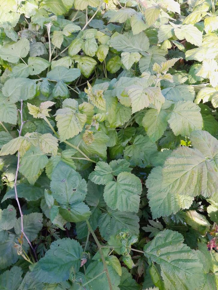 Loganbes Loganberry Braamboos, Tuin en Terras, Planten | Struiken en Hagen, Overige soorten, Struik, Ophalen of Verzenden