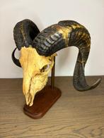 ramschedel op standaard Schedel op een standaard - Ovis