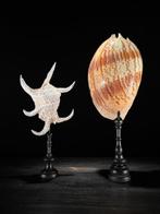 Prachtige set grote schelpen - Melo Amphora Shell & Spider