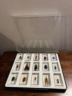 Insecten Pantser - Trypoxylus dichotomus etc.. - 0 cm - 0 cm, Nieuw