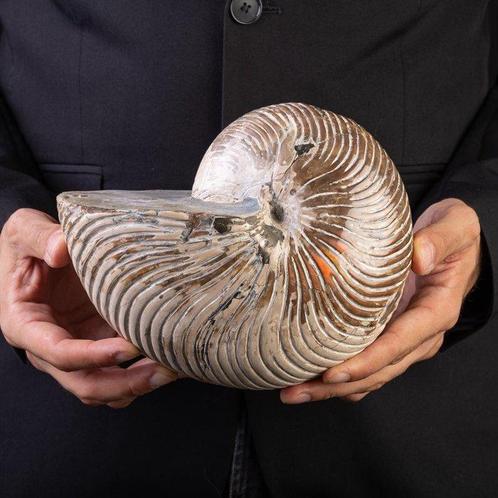 Spectaculaire fossiele nautiloïde Groot nautiloïde fossiel –, Verzamelen, Dierenverzamelingen