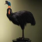 Oranjehalskasuaris Taxidermie Opgezette Dieren By Max, Ophalen of Verzenden, Nieuw, Vogel, Opgezet dier