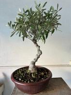 Olijf bonsai (Olea europaea) - Hoogte (boom): 40 cm - Diepte