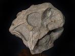 Museumkwaliteit enorme Psittacosaurus-dinosaurusschedel, 18