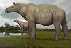 Een paar zeldzame tanden - Fossiele tand - Megatapirus - 42, Verzamelen