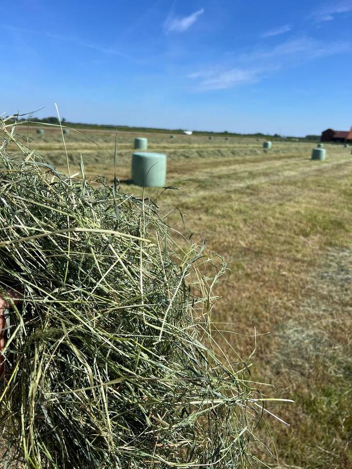 Midi balen voordroog hooi ( Genummerd en met analyse! ), Dieren en Toebehoren, Dierenvoeding, Vee