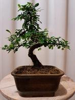 Chinese iep bonsai (Ulmus parviflora) - Hoogte (boom): 20 cm