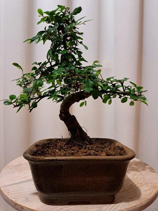 Chinese iep bonsai (Ulmus parviflora) - Hoogte (boom): 20 cm, Antiek en Kunst, Curiosa en Brocante