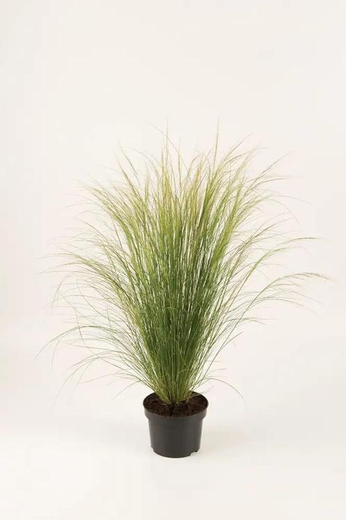 Stipa tenuissima Pony Tails™ (witte bloempluimen), Tuin en Terras, Planten | Tuinplanten, Siergrassen, Vaste plant, Volle zon