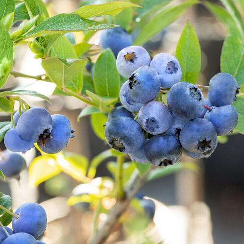 Blauwe bosbes - Vaccinium corymbosum Blue Crop - 60-80 cm, Tuin en Terras, Planten | Bomen, Ophalen of Verzenden
