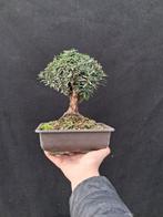 Conifeer bonsai (Taxus) - Hoogte (boom): 20 cm - Diepte