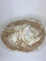 Vis - Fossiel skelet - Brychaetus Muelleri - 30 cm - 35 cm