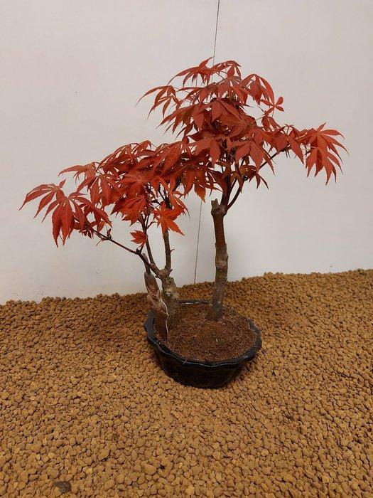 Japanese maple bonsai (Acer palmatum) - Hoogte (boom): 32 cm, Antiek en Kunst, Curiosa en Brocante