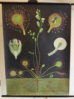 Sonnentau - Jung Koch Quentell, Zonnedauw 1967 - Schoolkaart